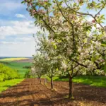 fresh czech apples autumn orchard closeup