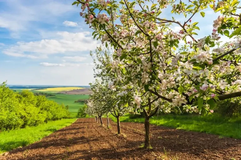fresh czech apples autumn orchard closeup