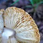poisonous mushrooms in Czech forest autumn close up