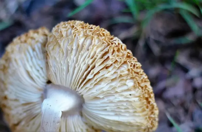 poisonous mushrooms in Czech forest autumn close up