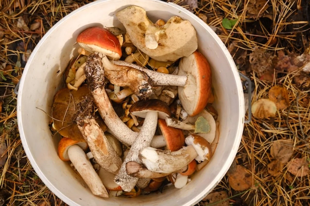 poisonous mushroom in Czech forest autumn