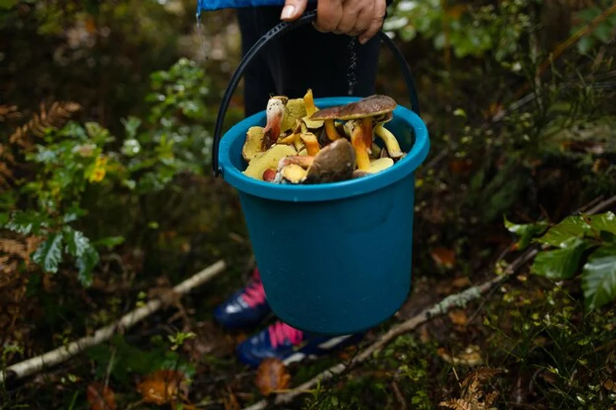 basket of mushrooms in autumn Czech woods, dangerous mushrooms visible
