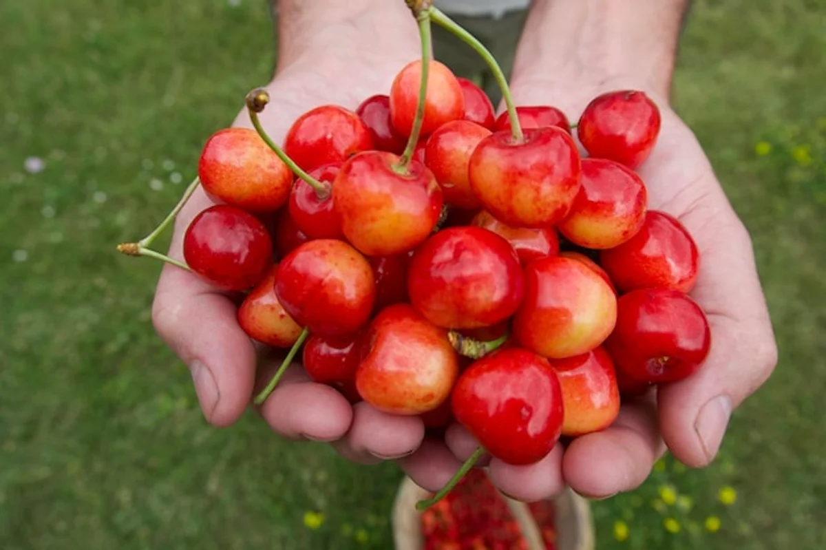 freshly picked czech apples in a wooden basket outdoor autumn