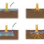 Arboristé prozrazují: jednoho prvku v půdě se bojí všechny choroby stromů
