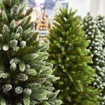 Arboristé prozradili: na co koukat, když vybíráte zdravý stromek