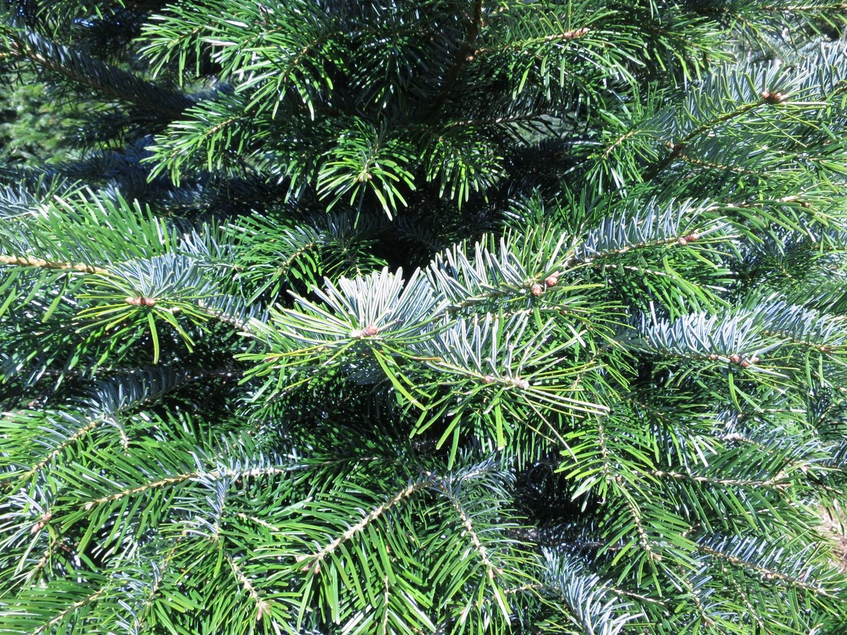 Arboristé prozradili: na co koukat, když vybíráte zdravý stromek - image 2