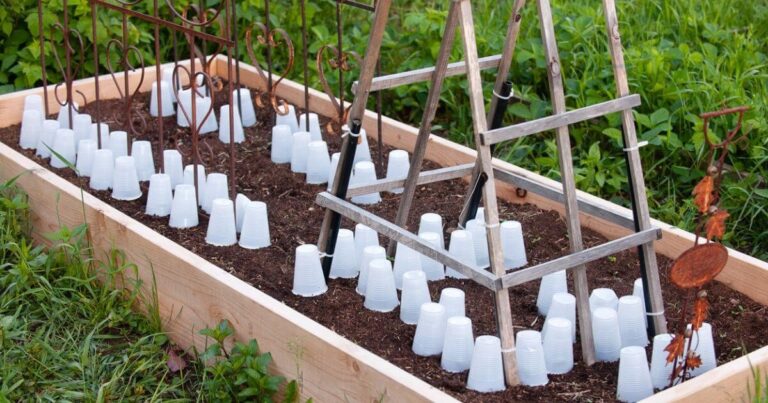 Babička to věděla: zasypte tuhle směs kolem všech rostlin před mrazem