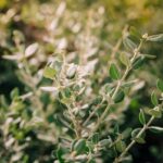 Botanička radí: kolik hodin slunce potřebuje váš rozmarýn