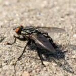 Černí červi vs. kompost: kterou metodu si vezmi