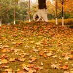 Chyba, kterou dělají všichni zahradníci na podzim v Česku