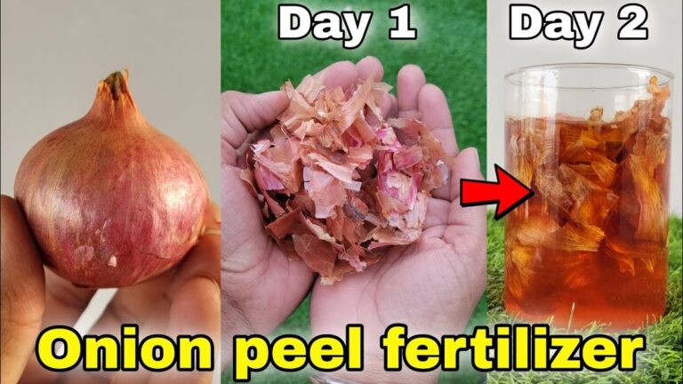 Cibulový plášť jako přirozený pesticid: jak chrání vaši úrodu