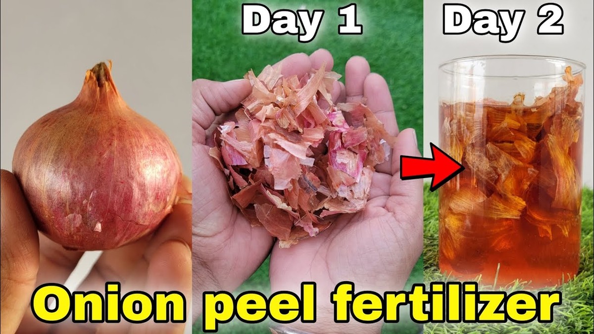 Cibulový plášť jako přirozený pesticid: jak chrání vaši úrodu