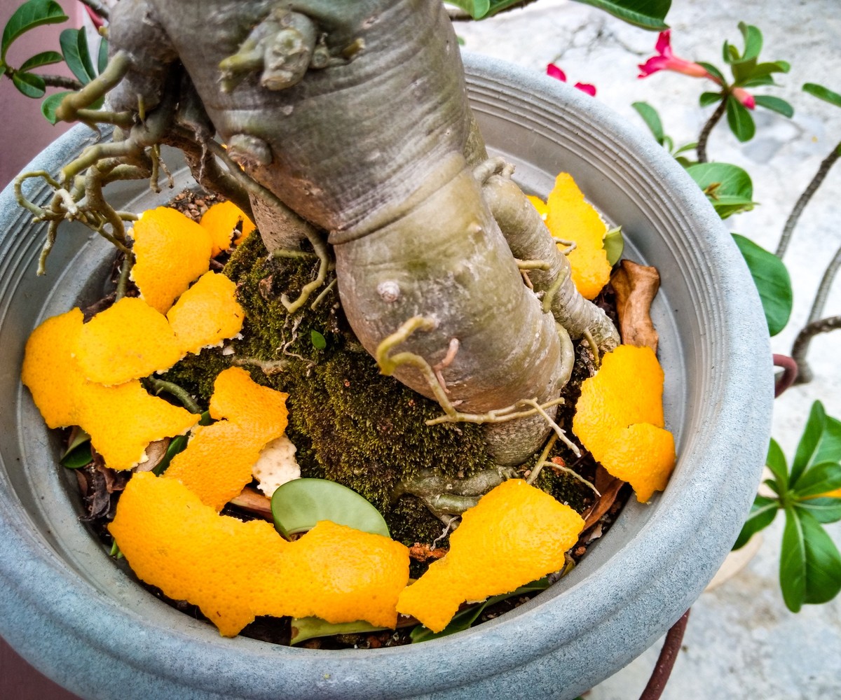 Citrónová kůra v květináči: návštěvnická lístkovna bez chemie - image 1