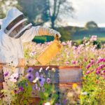 Co říkají chovatele včel o medu v zahradě během květu