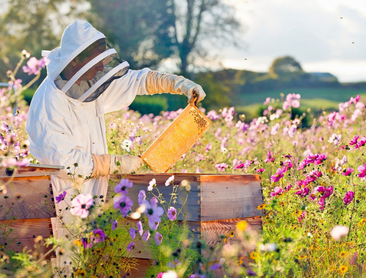 Co říkají chovatele včel o medu v zahradě během květu