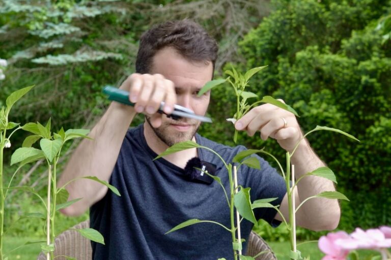 Co říkají profesionální zahradníci: nikdy neříhujte papřík v tomhle čase