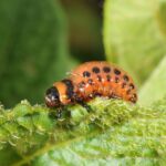 Co vám chce říci zahradník na trhu svěřením o bramborovém hmyzu