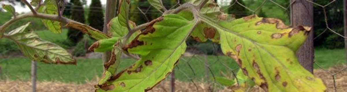 Co vám prozradí agronom o překychlované půdě v květnu - image 1