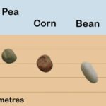 Co vám skrývají prodejci osiva o správné hloubce sázení