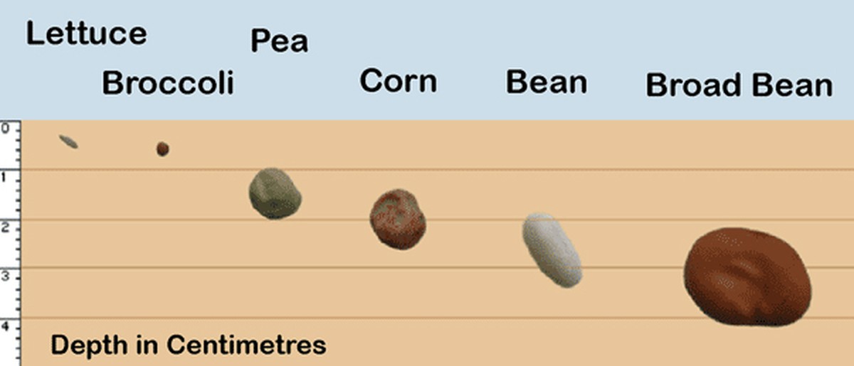 Co vám skrývají prodejci osiva o správné hloubce sázení