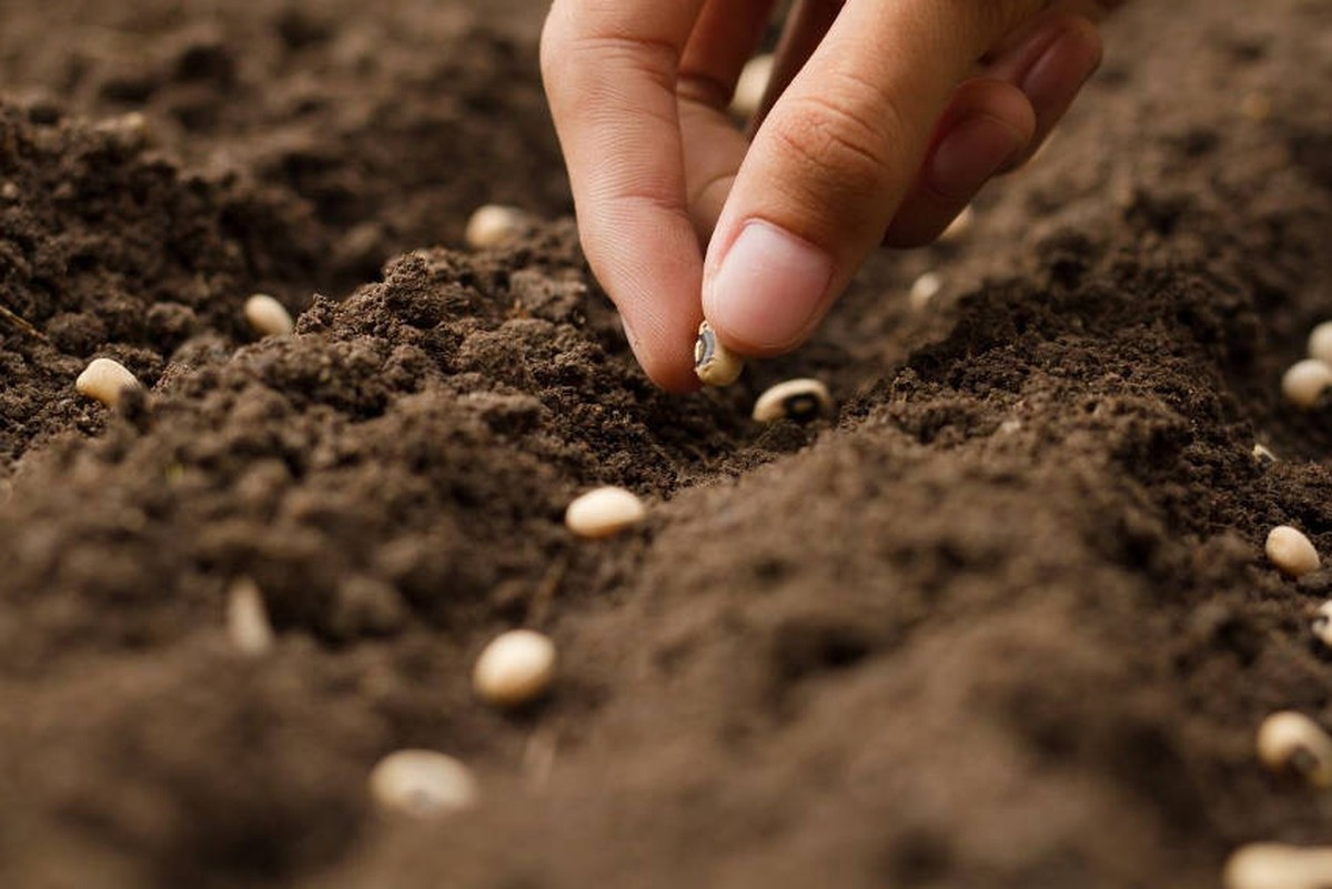 Co vám skrývají prodejci osiva o správné hloubce sázení - image 1