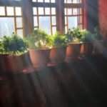 Co vědí floristé o rostlinách do tmavého pokoje