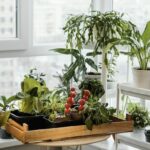 Domácí zelenina na balkóně: trend, který Čechy válcuje