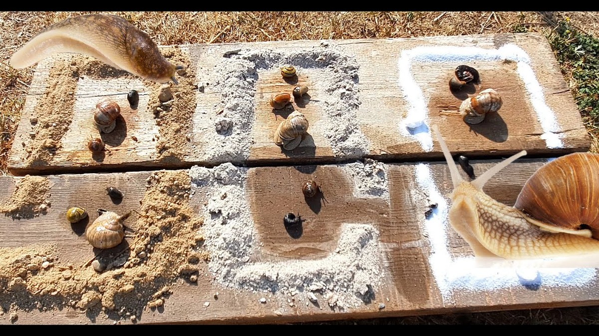 Dřevěný popel z krbu chrání zeleninu před slimáky - image 1