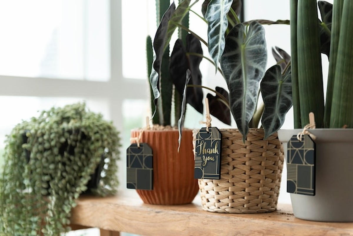 Feng-shui pro domácnost: kde umístit květiny pro harmonii - image 1