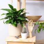 Feng šuej záhradnictví: která rostlina přinese štěstí