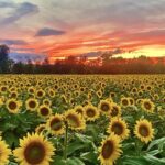 Hliníková fólie na slunečnici: jak zahradníci zvyšují úrodu o 40 procent