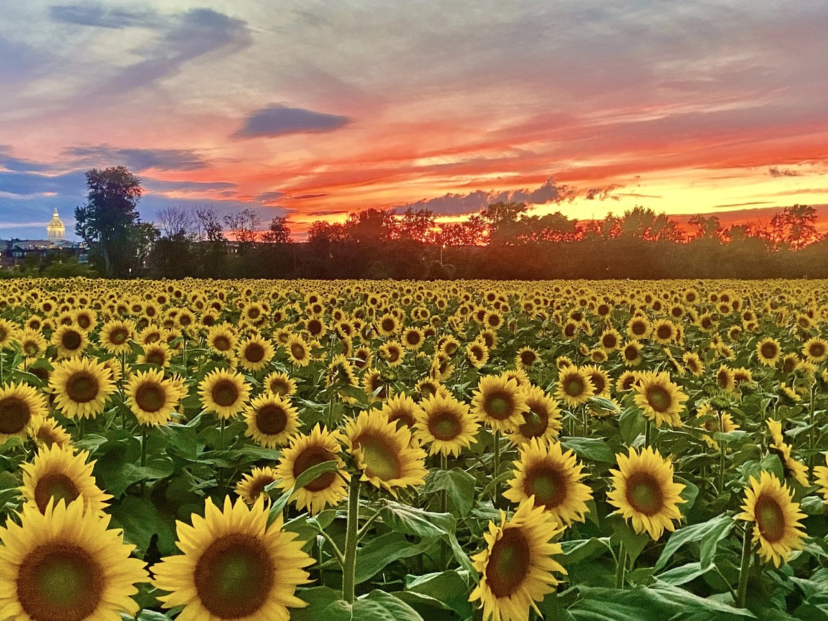 Hliníková fólie na slunečnici: jak zahradníci zvyšují úrodu o 40 procent
