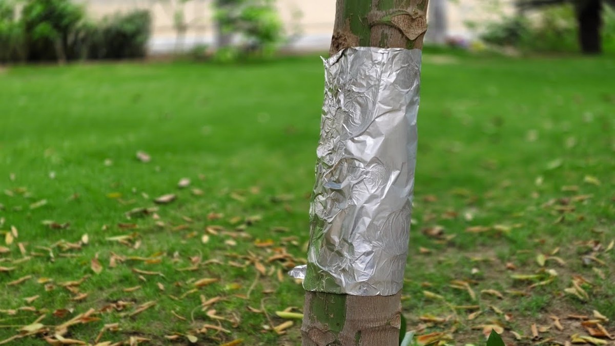 Hliníková fólie na slunečnici: jak zahradníci zvyšují úrodu o 40 procent - image 2