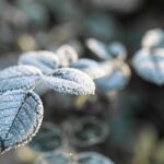 Jak chránit citlivé rostliny před mrazem bez drahých nástaveb