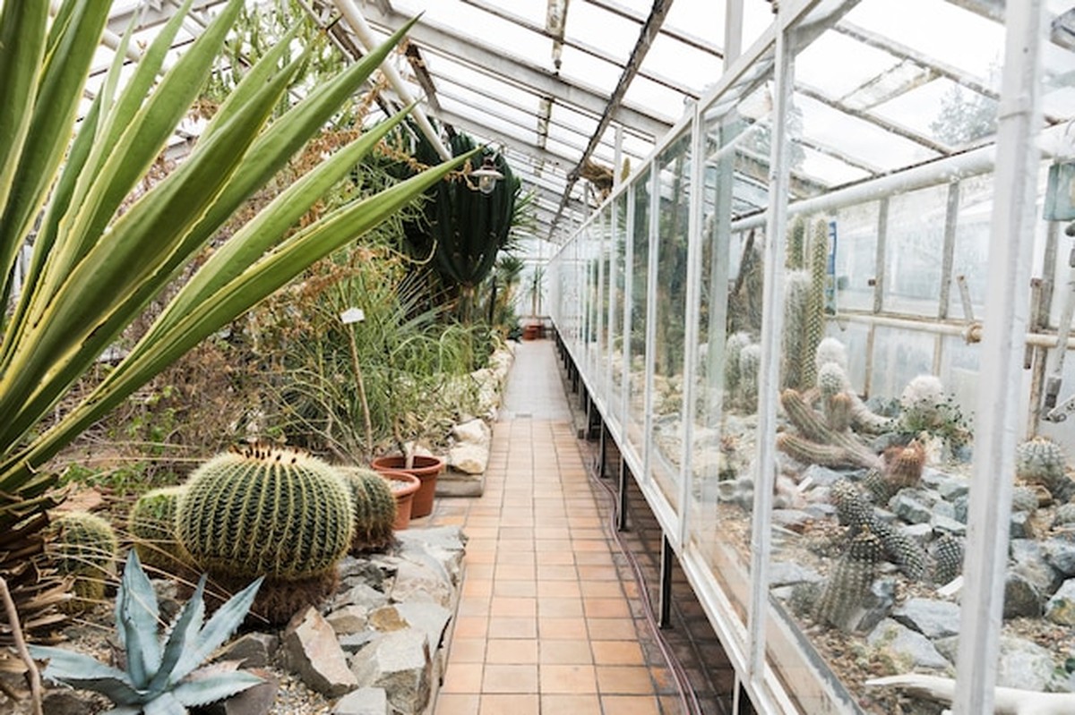 Jak chránit citlivé rostliny před mrazem bez drahých nástaveb - image 1