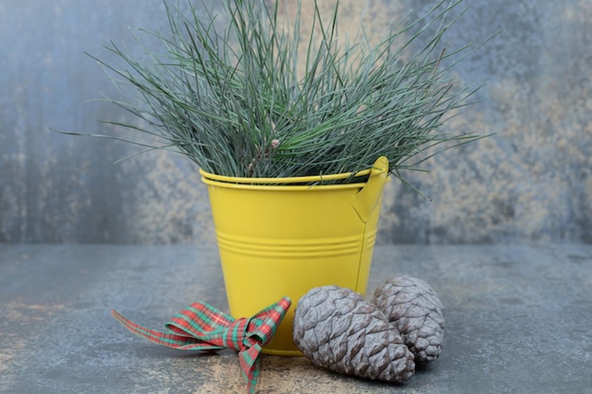 Jak nechat rostliny v bytě přečkat zimu bez topení - image 2