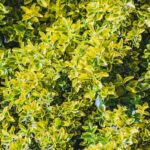 Jak si v prosinci poradit se zlatistými listy rostlin bez kupování přístrojů