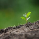 Jedna věc v kuchyni změní fotky tvých rostlin k nepoznání