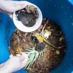 Kávová usušená se do půdy: trik, který zvyšuje úrodu o 40 procent