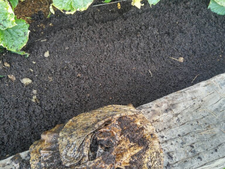 Kávový filtr jako původní mulč: Proč ho všichni zahradníci chovat skrývají