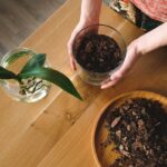 Kávový sedlina v zahradě: jednoduchý trik na mrtvé rostliny