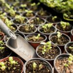 Kompost na balkoně nebo v kuchyni: který výběr zvolí