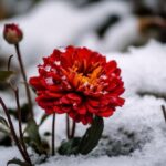 Která bylinka v lednu roste nejlépe - porovnali jsme