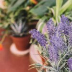 Která rostlina zlepší váš spánek po 50. roce