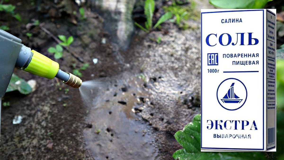 Kuchyňská sůl na ostnících? Zahrádkáři to dělají půl století - image 2