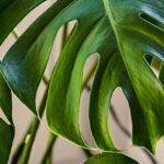 Květináři odhalují: jeden list prozradí, že půda potřebuje kyslík