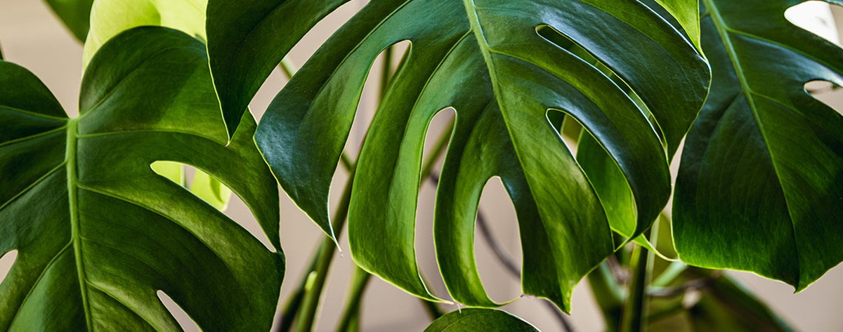 Květináři odhalují: jeden list prozradí, že půda potřebuje kyslík