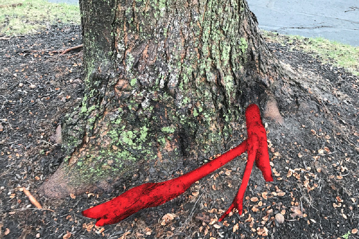 Květináři odhalují: jeden list prozradí, že půda potřebuje kyslík - image 2