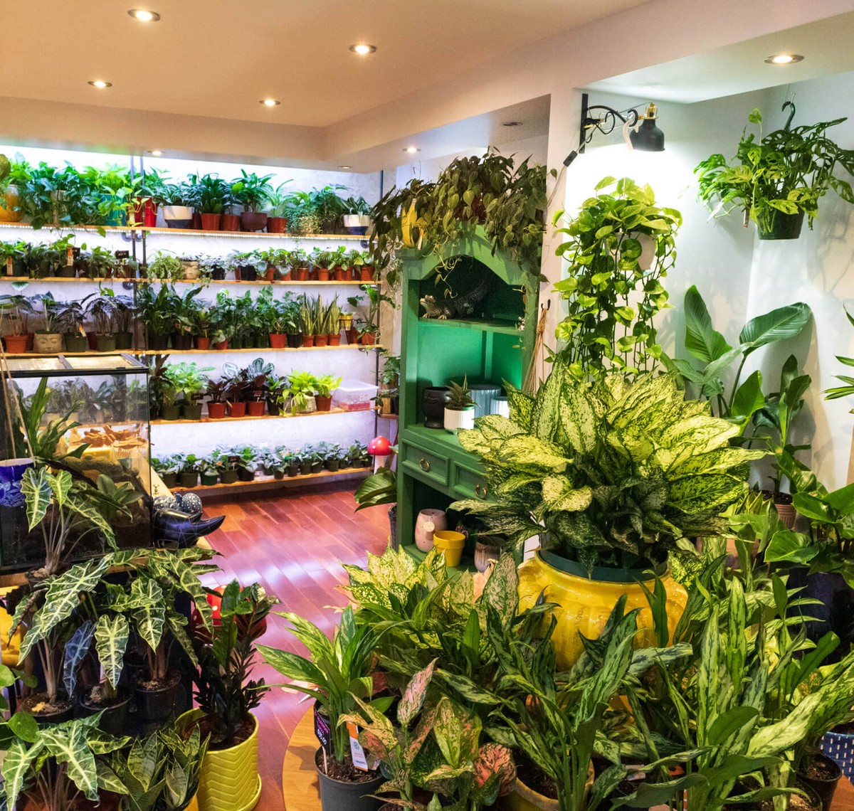 Květináři přiznávají: nikdy nekupujte rostliny v tomto ročním období - image 2