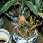 Květinář přiznal: tyto květiny zemřou, pokud je zalévate každý den